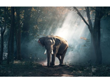 Slon v lese