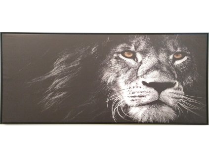 Obraz na plátně v rámu černobílý "Lev" 134x59cm