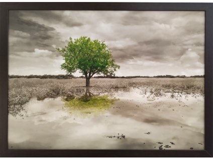 Obraz černobílý "Zelený strom" - tisk na papír, zarámovaný, 70x50cm