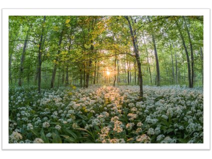 Obraz v rámu "Sun" 43x33cm