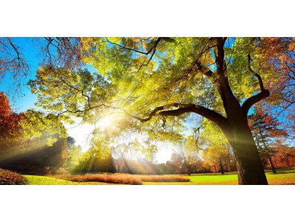 Obraz na plátně "Strom v parku" 116x80cm