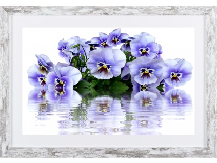 Obraz v rámu "Kytice macešek" 53x37cm
