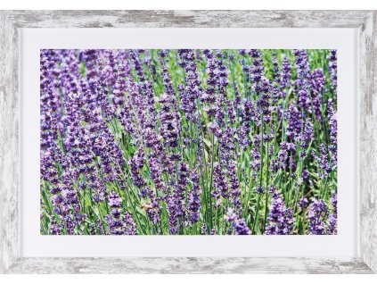 Obraz v rámu "Lavender" 53x37cm