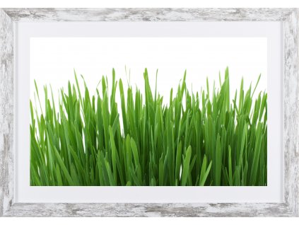 Obraz v rámu "Tráva" 53x37cm
