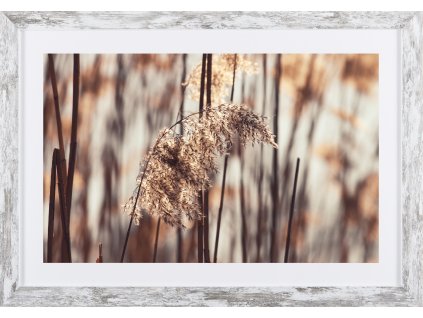 Obraz v rámu "Květ trávy" 53x37cm