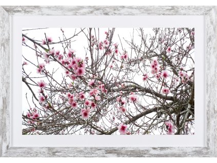 Obraz v rámu "Růžové květy na větvích" - 53x37cm