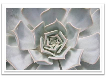 Succulent 2