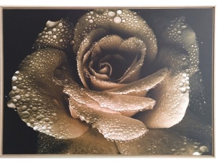 Obraz černobílý "Rosa na květu růže" - tisk na plátno vložené do MDF rámu, 84x59cm