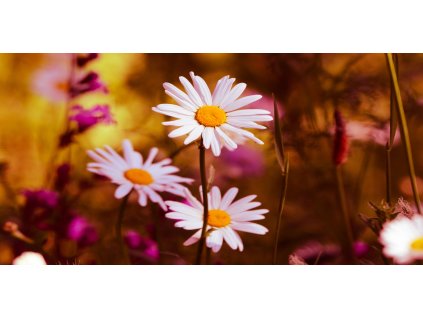 Obraz na plátně "Kopretiny" 100x50cm