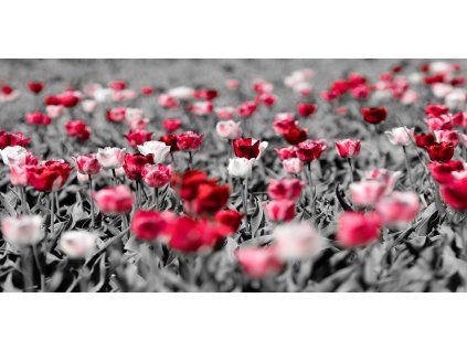 Obraz na plátně "Červenobílé tulipány" 100x50cm