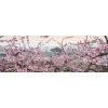 Obraz na plátně "Sakura v mlze" 150x50cm