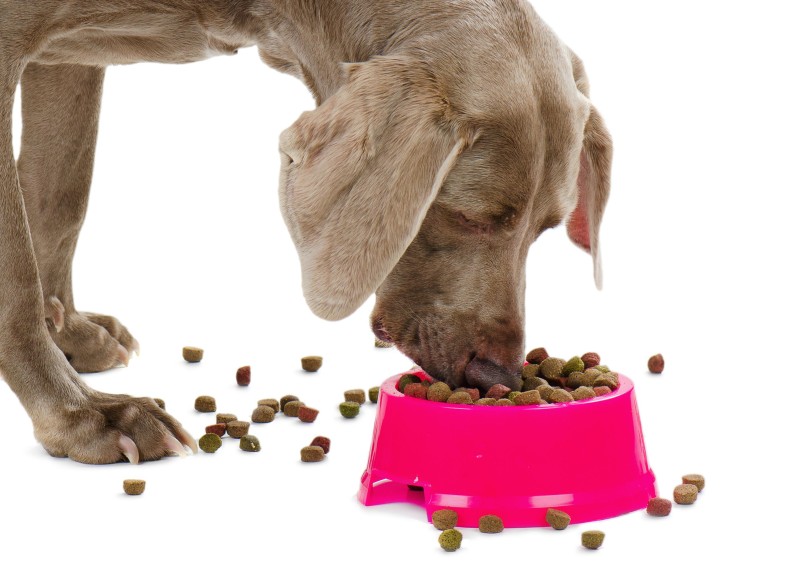 Naučte se správně rozpoznat krmivo.