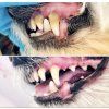 Bone Apetit Dentální péče s peptidy