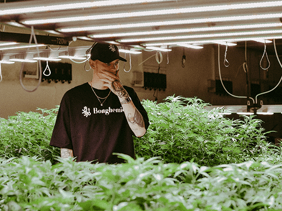 Tři kytky a dost? Vše, co musíš vědět o nové legalizaci konopí v ČR