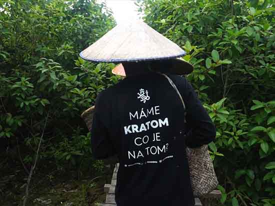 Kratom v EU: Přehled legality a zákazů v roce 2025