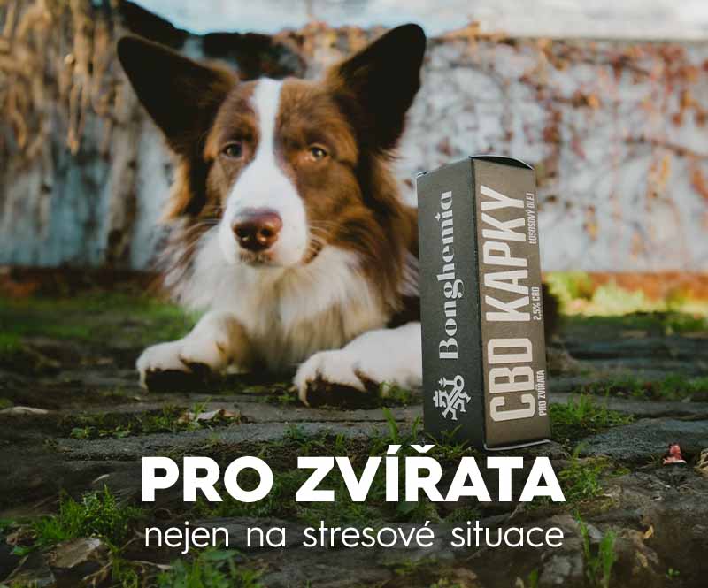 CBD olej kapky pro psy a další zvířata