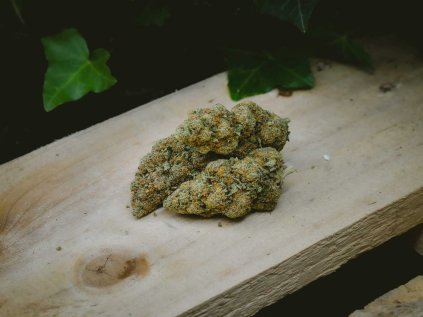 blueberry cbd kvet indoor cesky