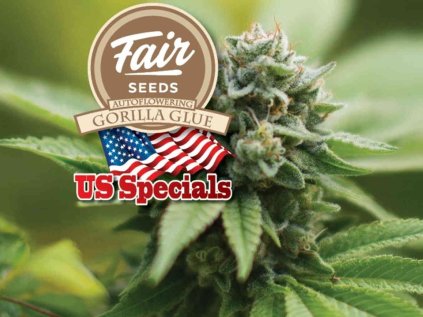 gorila auto optimized