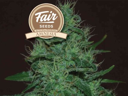 amezia auto optimized