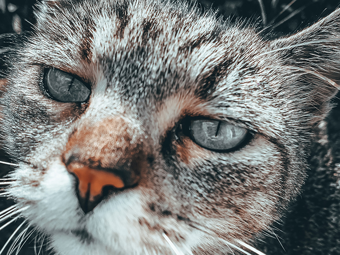 CBD - nejlepší přítel zvířete?