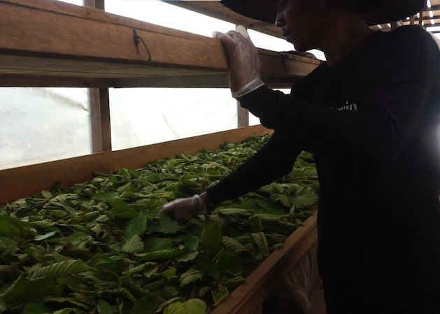 Co jsou psychomodulační látky a proč do této kategorie spadá kratom