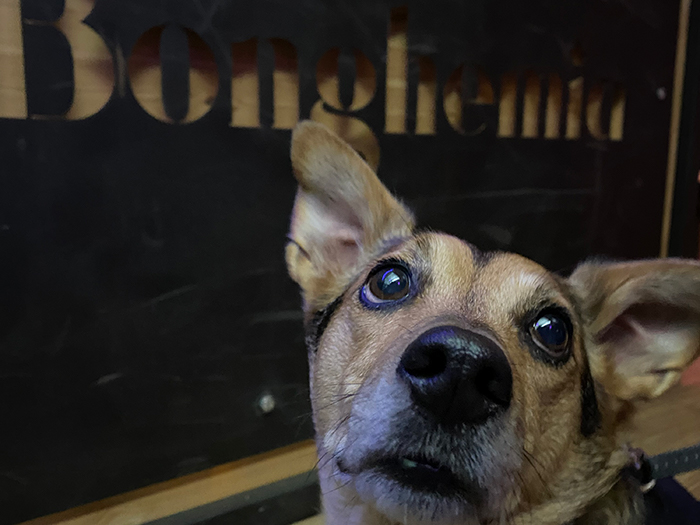 Pomůžeme psům zvládnout ohňostroj