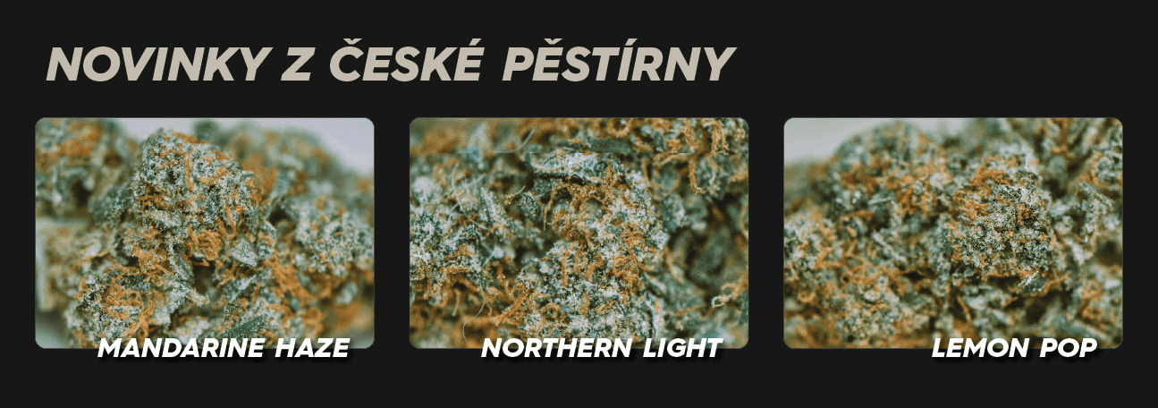 prémiové CBD květy z české pěstírny indoor