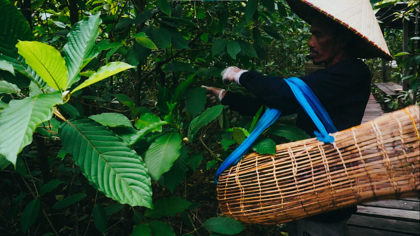 Kratom z Indonesie přímo od zdroje