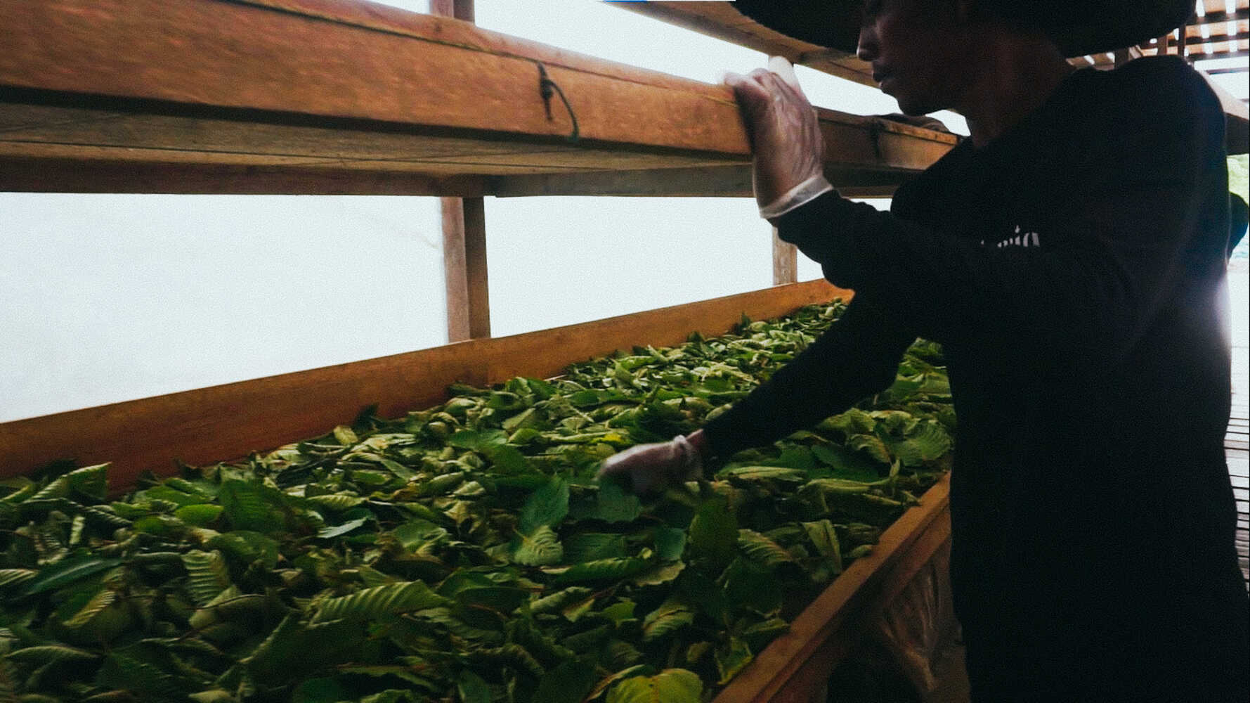 mletí a balení kratomu.