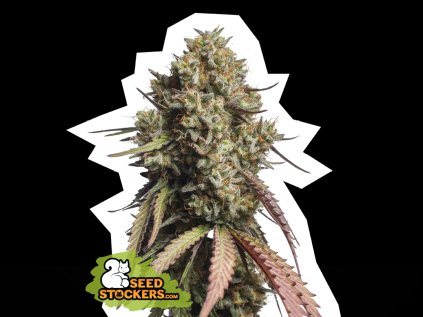 cookies auto