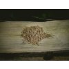 kava kava