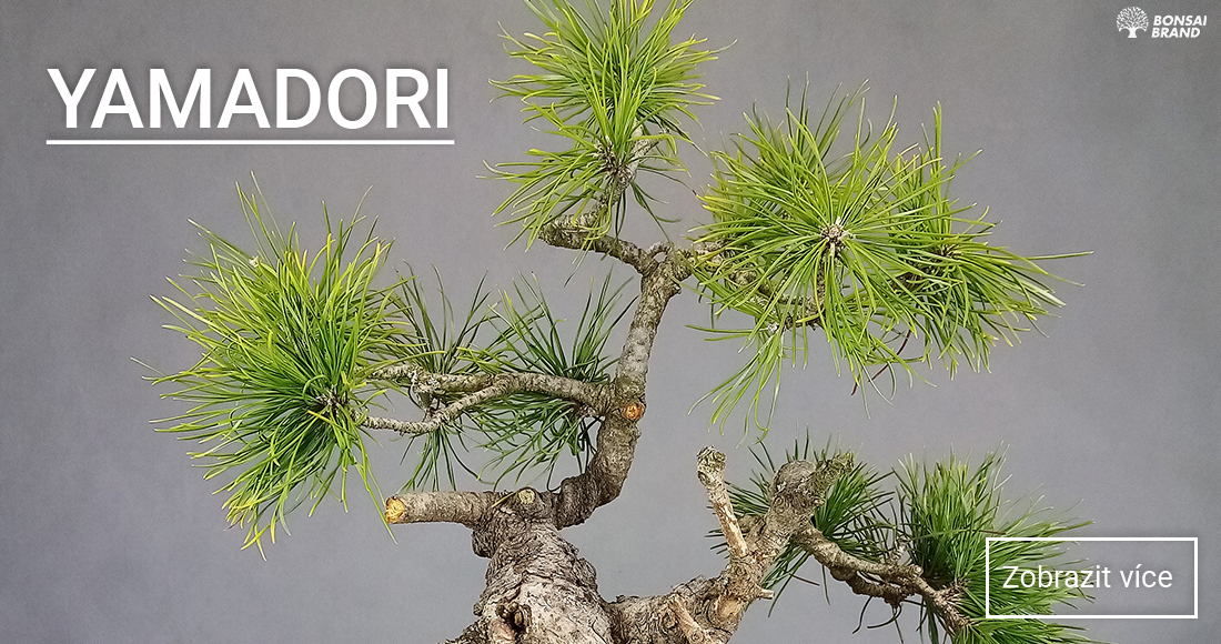 Pre-bonsaje a Yamadori