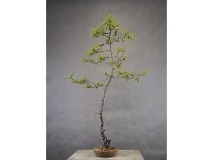 borovice lesni 92cm 19cm 3