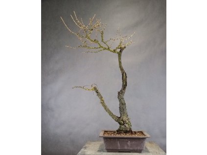 modrin opadavy 70cm 32cm 24cm 1