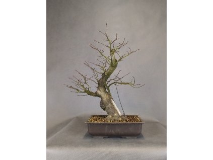 habr obecny 46cm 28cm 21cm 5