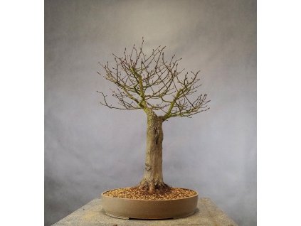 habr obecny 60cm 35cm 28cm 7