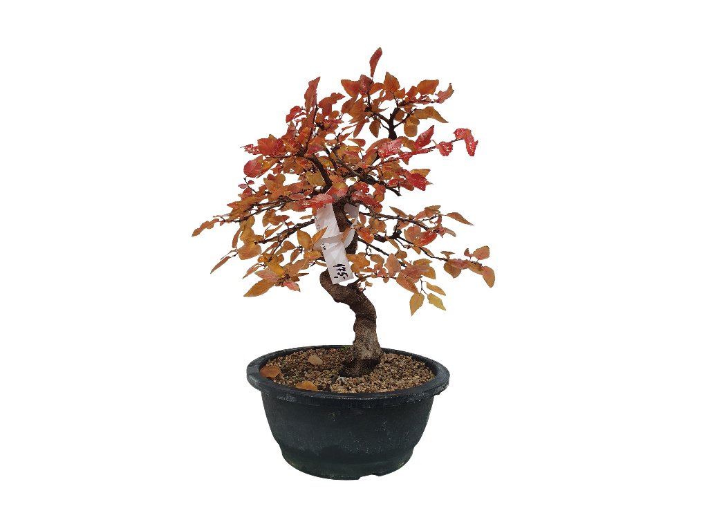Hrab korejský - Carpinus coreana  SK 3344-55