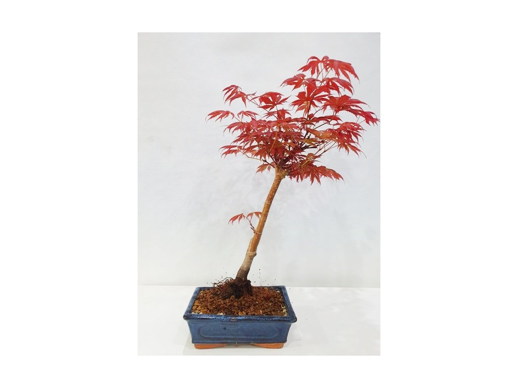 Javor dlaňolistý-Acer palmatum TROMPENBURG