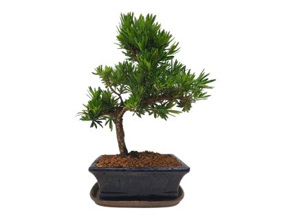 Podocarpus - Kamenný tis  SK 3344 -7