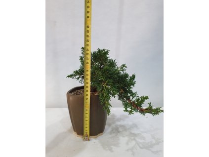 Bonsai Borievka - Juniperus sargentii