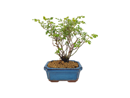 RosaThe Fair white- Ruža pokryvná  SK 3344-97