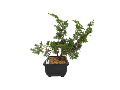 Borievka čínska - Juniperus sargentii  SK-3344-65