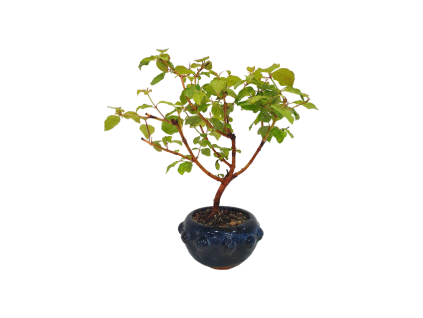 Drieň obyčajný -Cornus mas  SK 3344-98