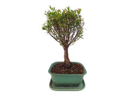 Sysygium zantoxylum - Pimentovník  SK-3344-16