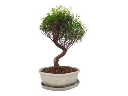 Sysygium zantoxylum - Pimentovník  SK-3344-16