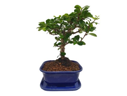 Carmona microphyla - Čaj fuki  SK-3344-2