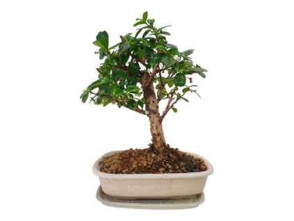 Carmona microphylla - Čaj fuki  SK-3344-2