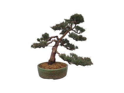 Bonsai Borievka - Juniperus sargentii  SK 3344-65