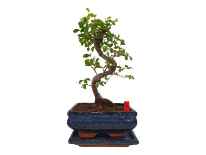 Brest drobnolistý - Ulmus parviflora  SK 3344 -3