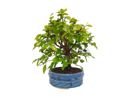 Hrab korejský - Carpinus coreana  Sk 3344-55